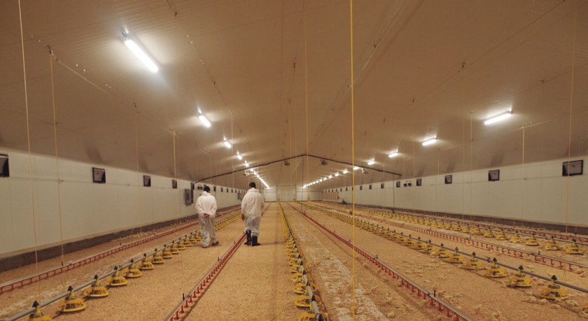 granja de broilers alimentacion y tetinas