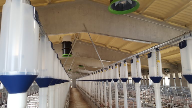 alimentacion y clima granjas cerdas