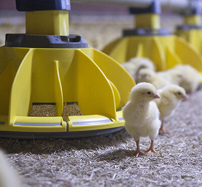 comeo roxell alimentacion broilers