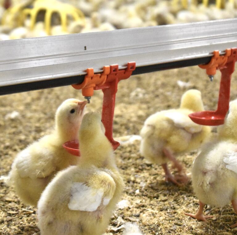 Tetinas para pollos