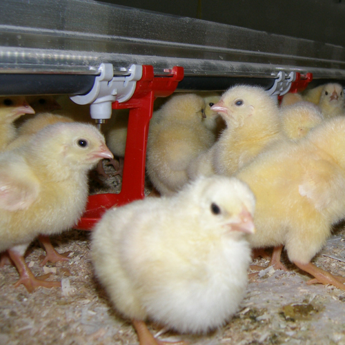 Tetina broilers