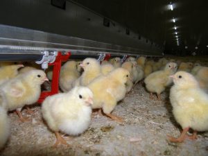 Tetina broilers