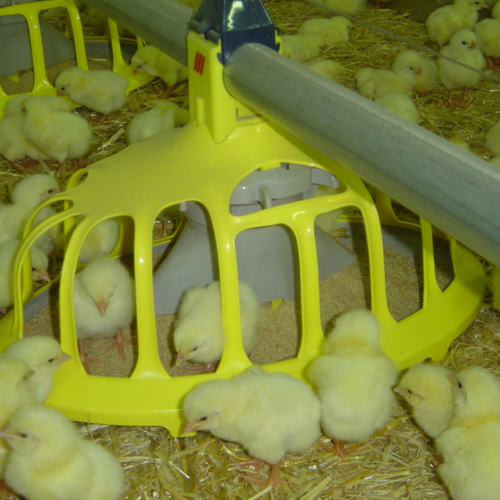 Comedero Broilers Roxell Comedero Broilers Roxell